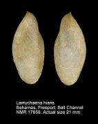 Lamychaena hians